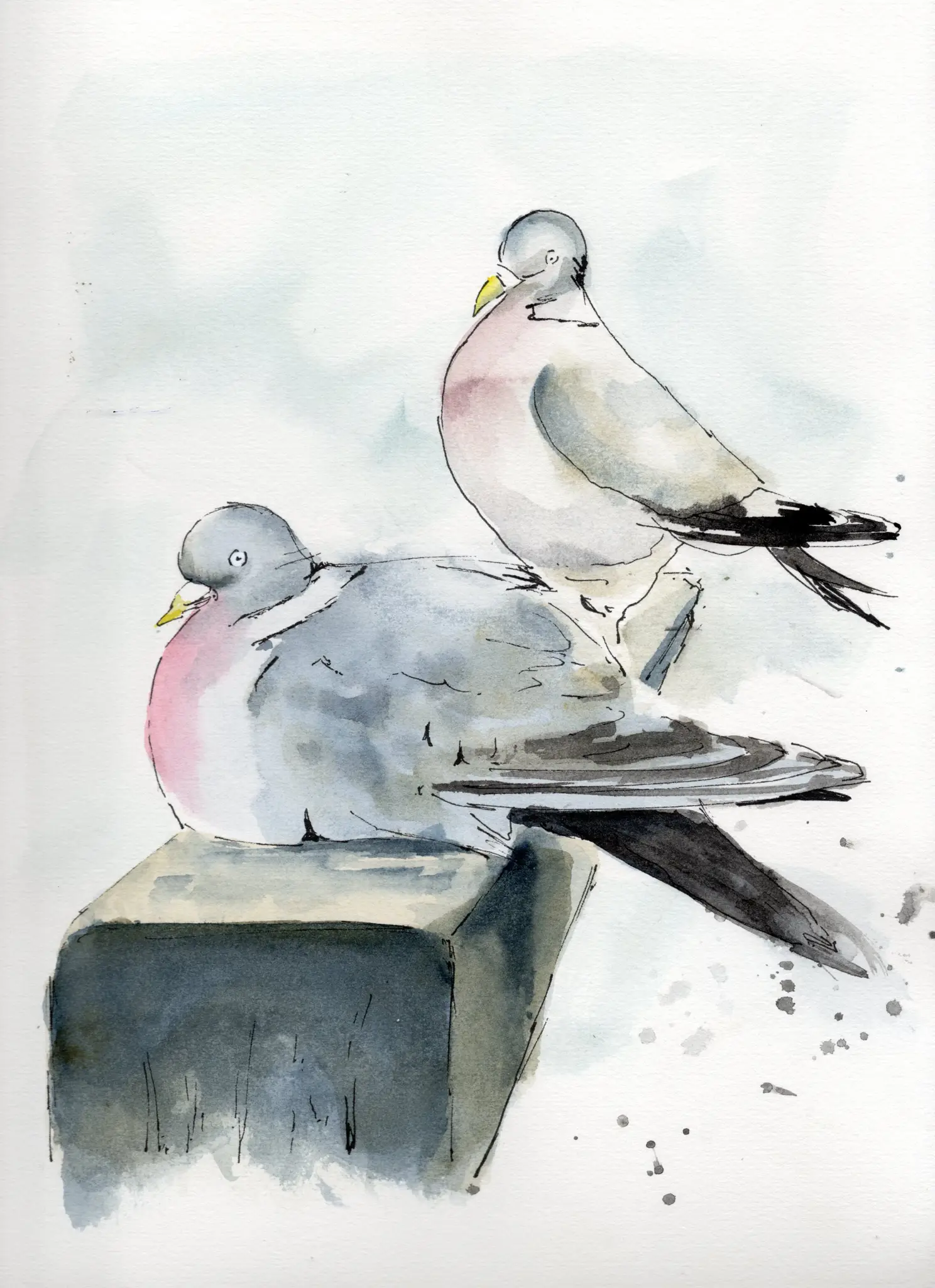 Saucy Pigeons