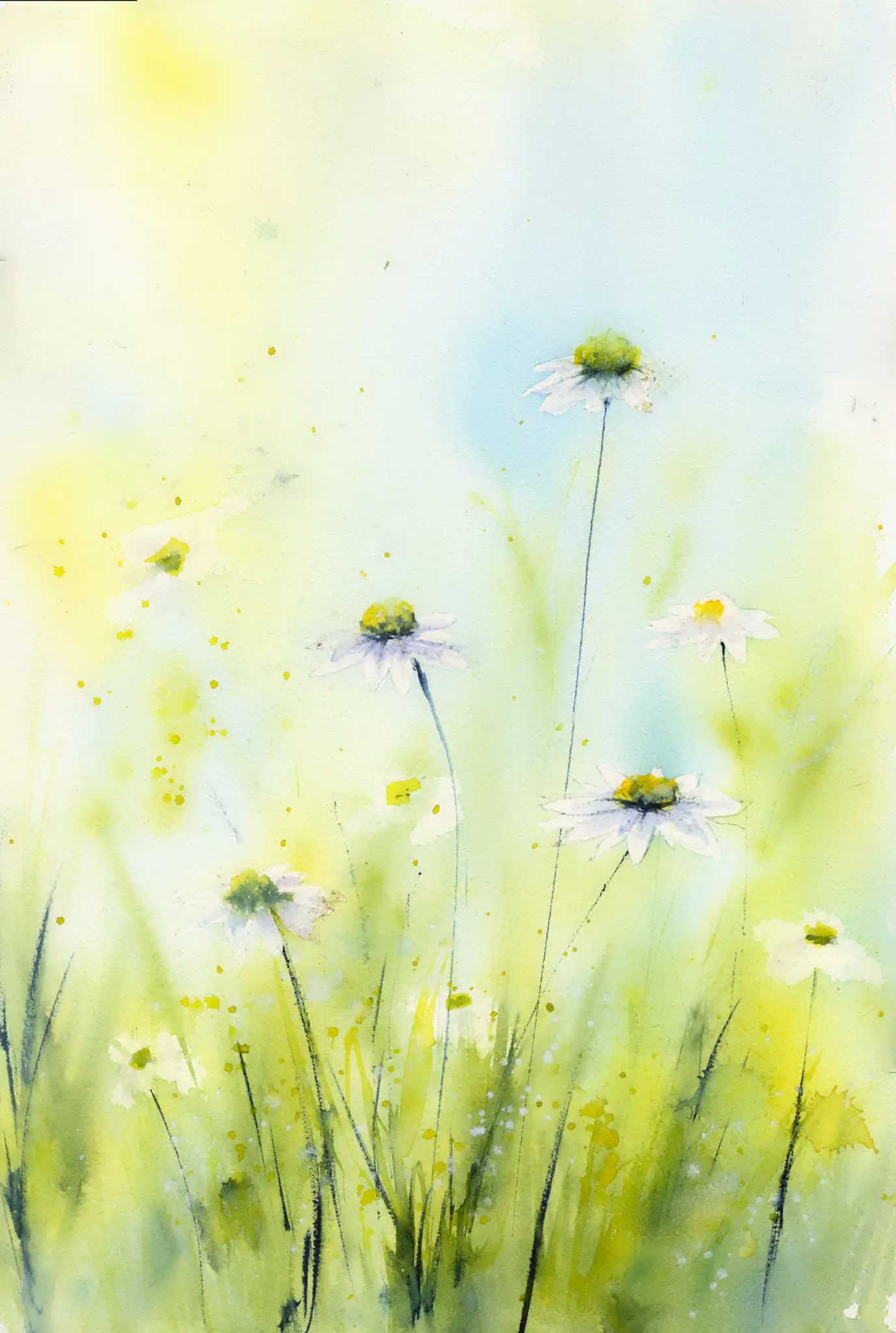 Daisies